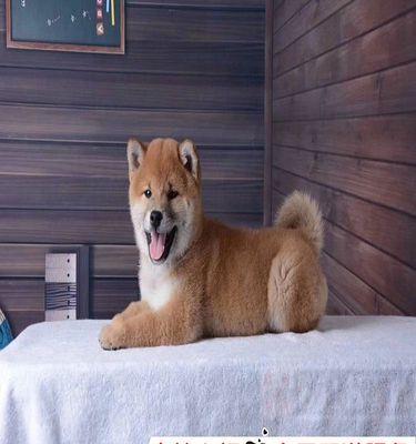 如何正确饲养日本柴犬幼犬（宠物爱好者必读！15个方法帮你养出健康快乐的柴犬幼犬）