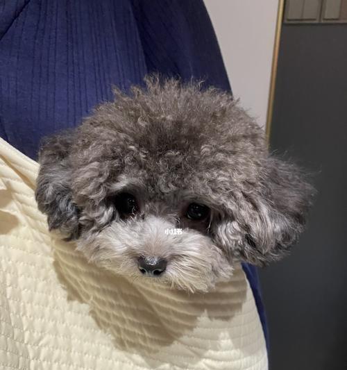 如何给贵宾犬修理被毛？（贵宾犬毛发修理方法及步骤）
