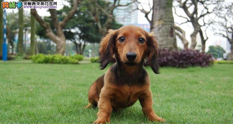 如何科学给腊肠犬幼犬断奶（宠物幼犬的成长关键，如何给腊肠犬幼犬断奶？）