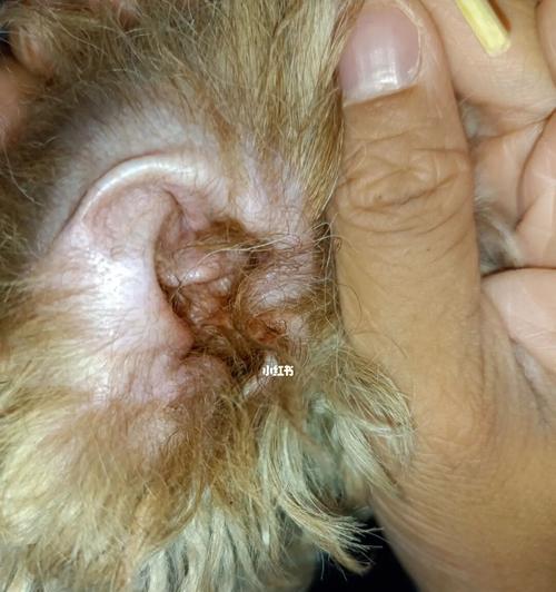 泰迪犬耳朵清理全攻略（宠物主人必知！15个步骤带你轻松清理泰迪犬耳朵）