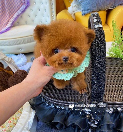 泰迪犬耳朵清理全攻略（宠物主人必知！15个步骤带你轻松清理泰迪犬耳朵）