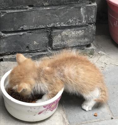 详细步骤及注意事项（详细步骤及注意事项）