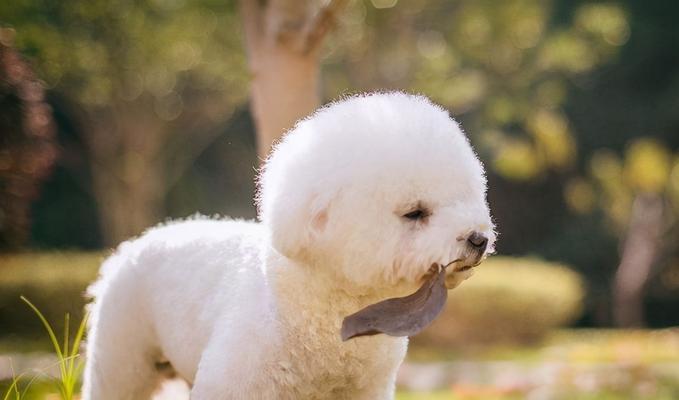 比熊犬趾甲的护理（全面了解比熊犬的趾甲护理方法，让宠物健康幸福）