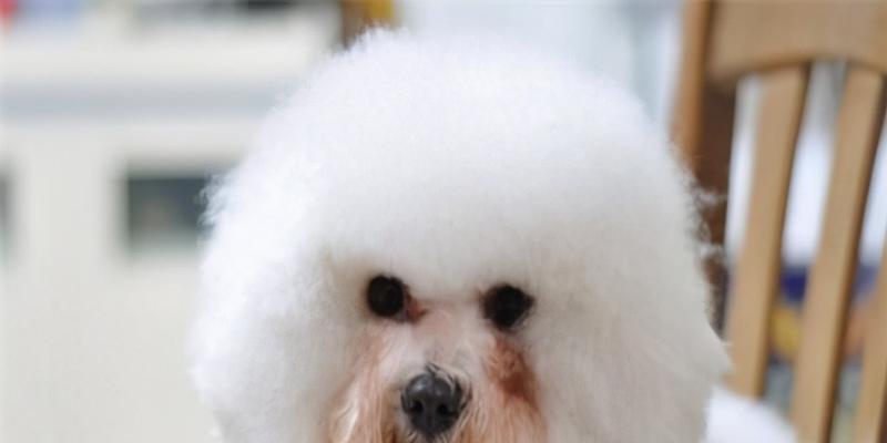 如何鉴别比熊犬的年龄（以宠物为主，轻松掌握的年龄判断方法）