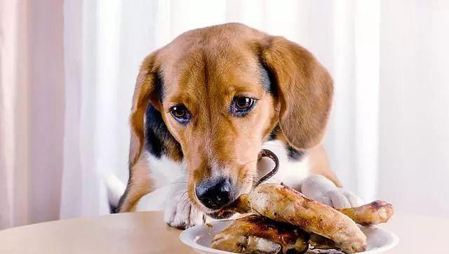 如何解决宠物狗狗消化不良问题（掌握正确的饮食习惯，让狗狗健康成长）