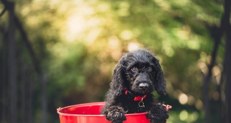 如何有效去除可卡犬体臭？（让你的宠物不再散发异味）