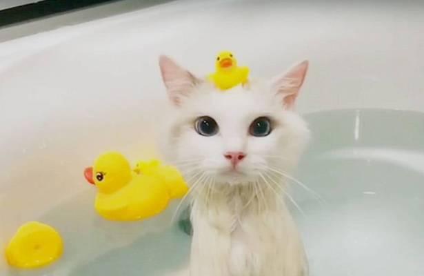 如何让宠物猫咪爱上洗澡（让你的猫咪享受沐浴乐趣）