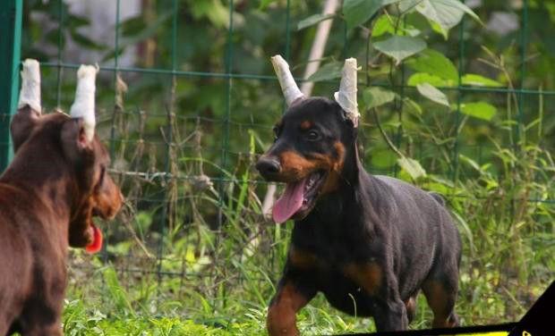 如何训练杜宾犬大小便？（宠物主人必看，让你的杜宾犬轻松掌握大小便）