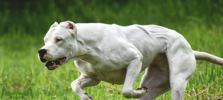 如何训练杜高犬不挑食（打造健康营养的宠物饮食计划）