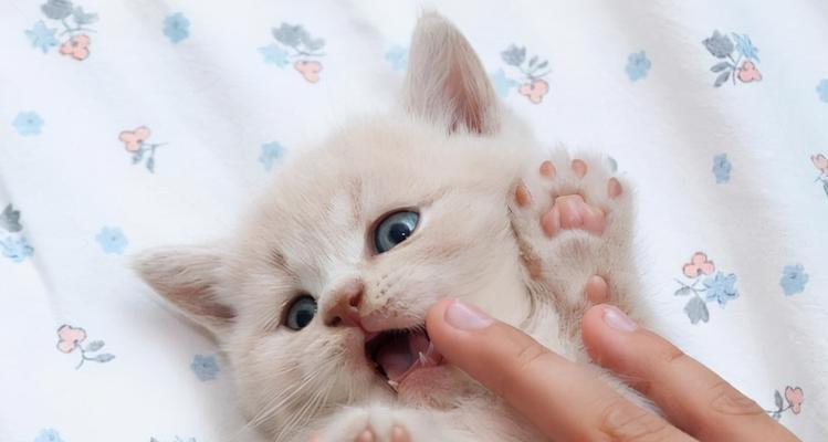 如何训练猫咪和人握手——打造与宠物更亲密的关系（15个步骤，手把手教你让猫咪和你握手）