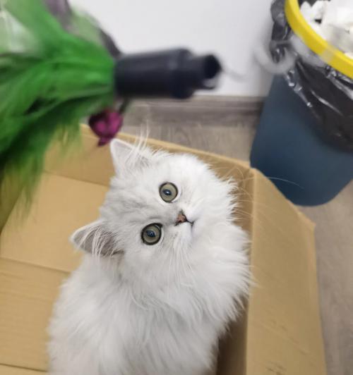 如何预防折耳猫皮肤病？（为宠物猫提供健康的肌肤护理）