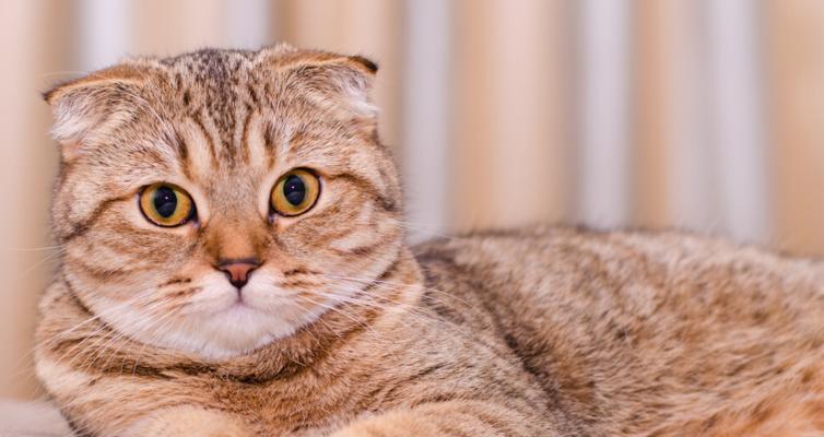 如何预防折耳猫皮肤病？（为宠物猫提供健康的肌肤护理）