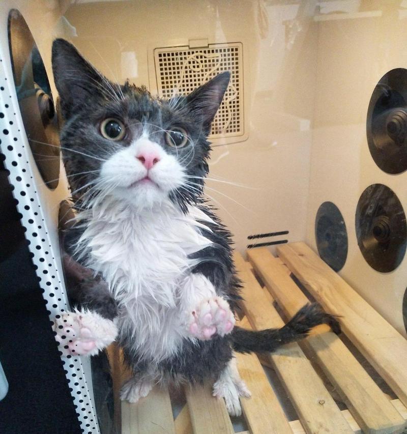 如何正确给宠物猫咪洗澡（专业技巧让你的猫咪爱上洗澡）