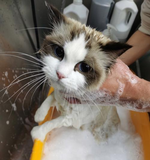 如何正确给宠物猫咪洗澡（专业技巧让你的猫咪爱上洗澡）