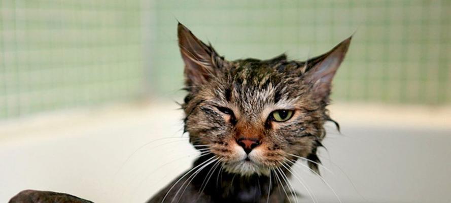 如何正确给宠物猫咪洗澡（专业技巧让你的猫咪爱上洗澡）
