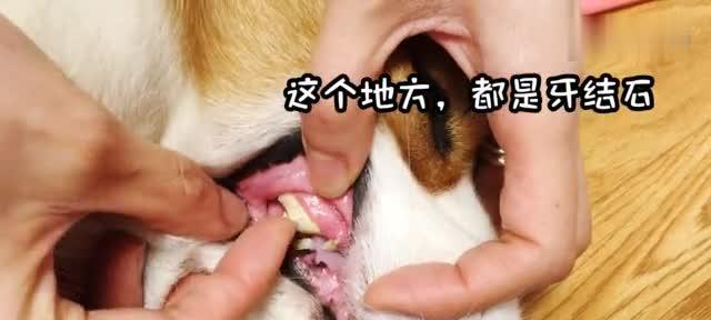 治疗宠物犬牙结石（以安全有效的方式让你的狗狗摆脱牙结石问题）