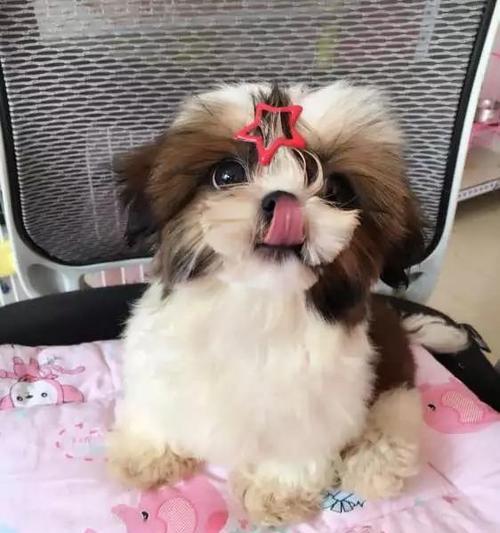 如何做好西施犬的护理？（从饮食到健康，全面护理您的爱宠！）