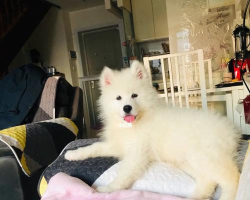 以萨摩耶最惧怕的声音是什么？（揭秘萨摩耶内心深处的惊恐）