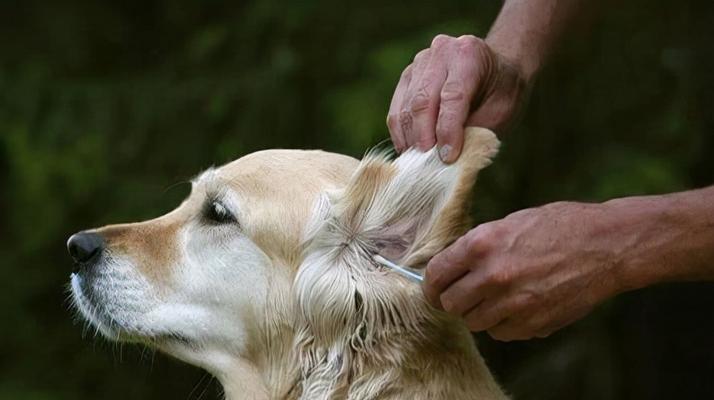 如何正确护理圣伯纳犬耳朵（宠物养护技巧——圣伯纳犬耳朵护理）