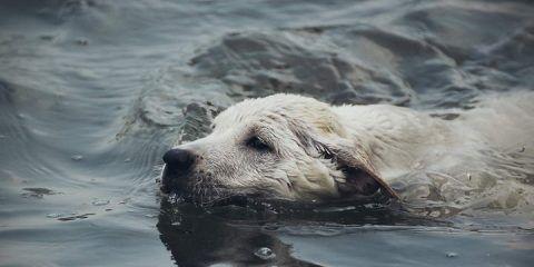 圣伯纳犬是否天生会游泳？（探究圣伯纳犬的水性能力和游泳技巧，以及如何培养其游泳能力。）