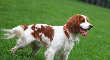 以史宾格犬为伴，探寻打猎的历史（了解史宾格犬的优势和特点，一起走进狩猎的世界）