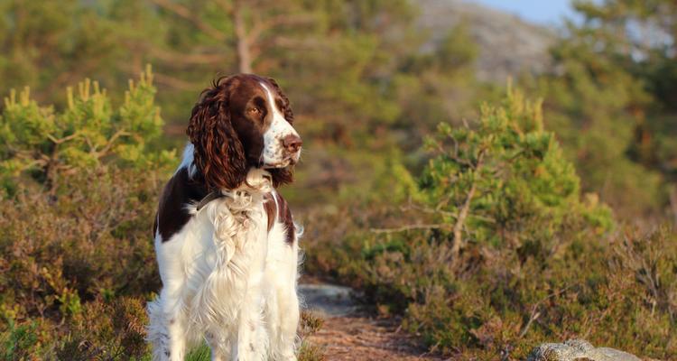 以史宾格犬为例，如何判断一只犬只的纯不纯？（探讨史宾格犬的品种特征和鉴别方法）