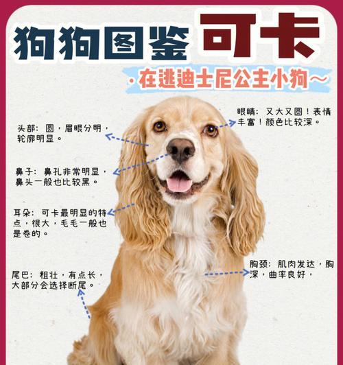 睡眠对可卡犬的重要性（让你的宠物拥有良好的睡眠质量）