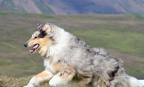 探究苏格兰牧羊犬的食物种类（从健康角度看宠物食品选择）