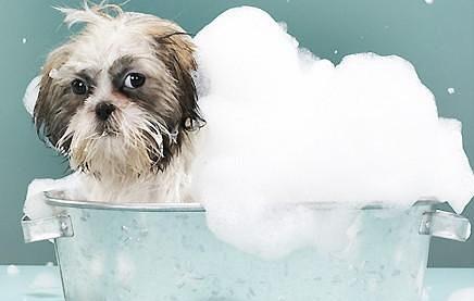宠物洗澡的正确步骤和方法（以苏牧为例，让宠物洗澡更科学）