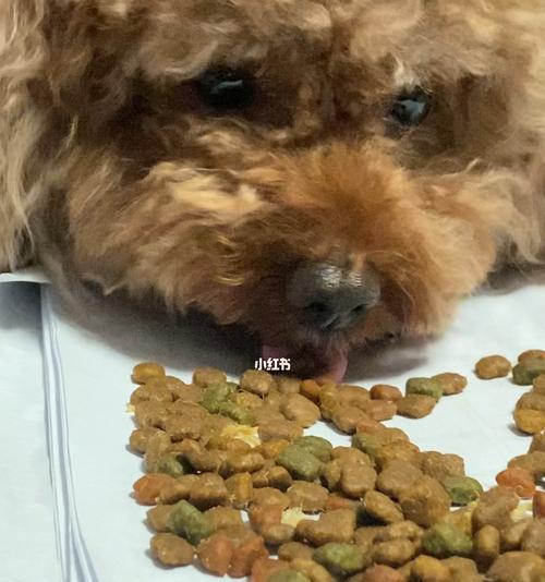 泰迪狗能不能吃芋头？一文解答（宠物食品安全需注意，泰迪狗适合吃芋头吗？）