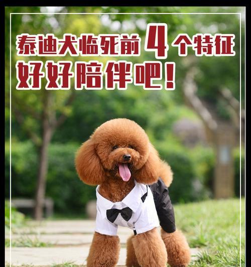 泰迪宠物临死前的几种征兆（如何判断泰迪是否将要离开我们）