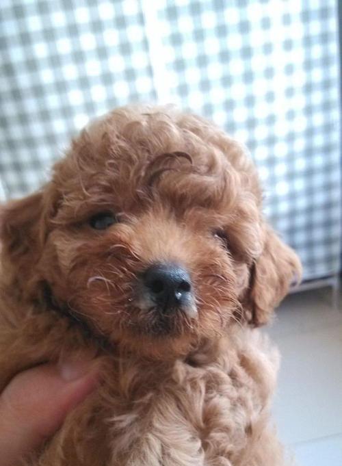 泰迪犬常见疾病与防治（预防胃肠疾病、防治皮肤病、预防牙齿问题、避免肥胖等问题）