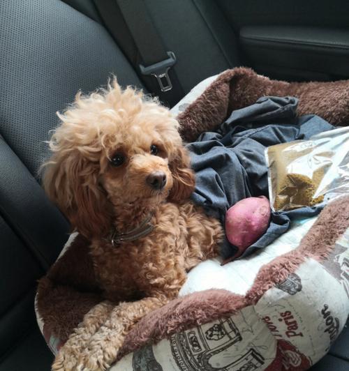 泰迪犬常见疾病与防治（预防胃肠疾病、防治皮肤病、预防牙齿问题、避免肥胖等问题）