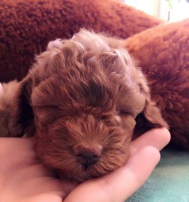 泰迪犬常见疾病与防治（预防胃肠疾病、防治皮肤病、预防牙齿问题、避免肥胖等问题）