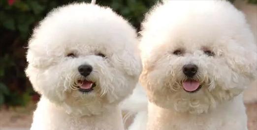 泰迪犬和比熊犬的区别（探究宠物犬中的两大萌系）