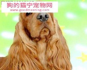 为什么可卡犬很少蛀牙（探究可卡犬口腔健康的原因和保护方法）