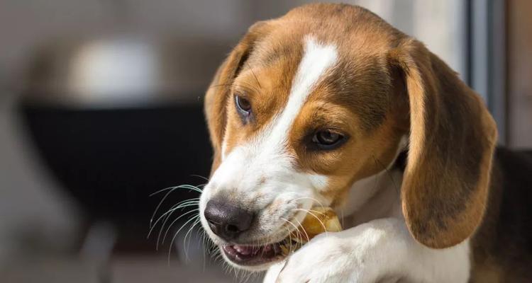 为什么可卡犬很少蛀牙（探究可卡犬口腔健康的原因和保护方法）