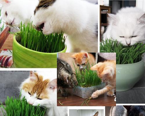 为什么要给猫咪种猫草？（猫草的好处与养护方法）