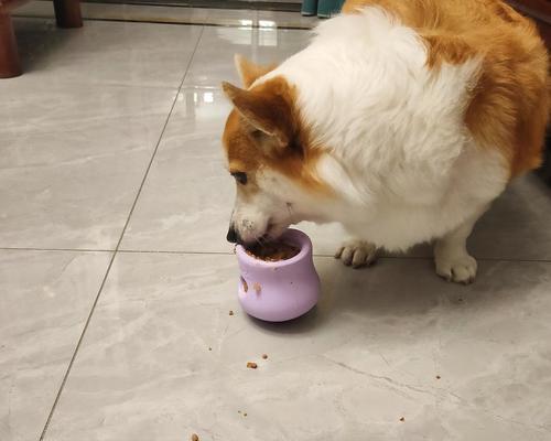 如何正确给宠物犬提供健康零食？（如何正确给宠物犬提供健康零食？）