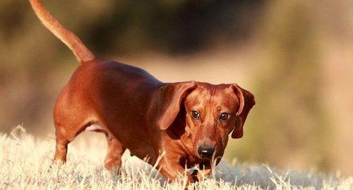养腊肠犬，喂食要注意！（掌握喂食技巧，让腊肠犬健康成长）