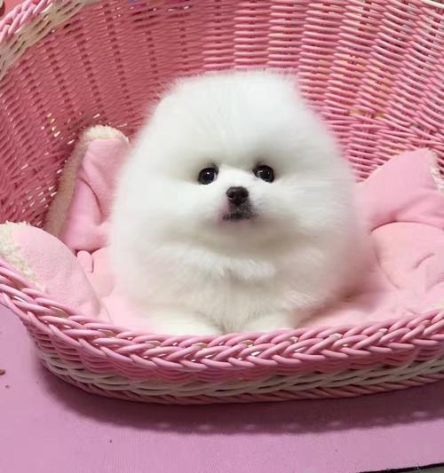 如何正确喂养博美犬（掌握这些基本知识，让博美犬健康成长）
