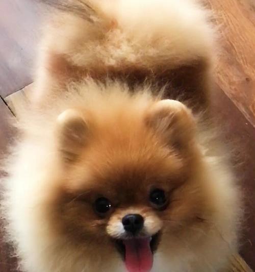 如何正确喂养博美犬（掌握这些基本知识，让博美犬健康成长）