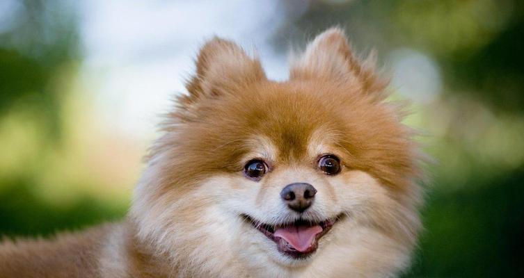 如何正确喂养博美犬（掌握这些基本知识，让博美犬健康成长）