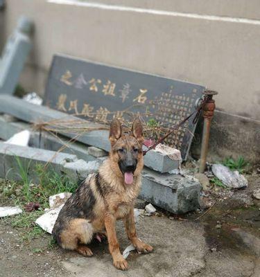 如何科学喂养德国牧羊犬（以宠物为主，打造健康的伙伴生活）