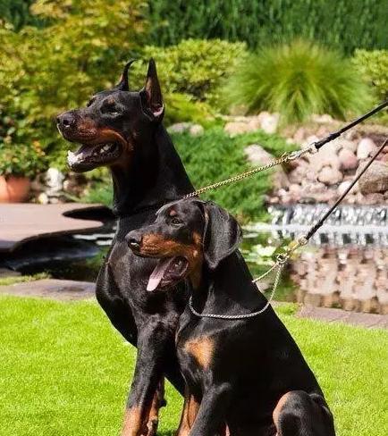 如何正确喂养杜宾犬（宠物杜宾的饮食健康需求）