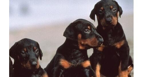 如何正确喂养杜宾犬（宠物杜宾的饮食健康需求）