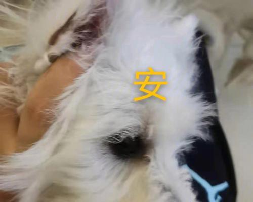如何消除宠物西高地的体味？（15个实用的方法让你的房间不再有异味）