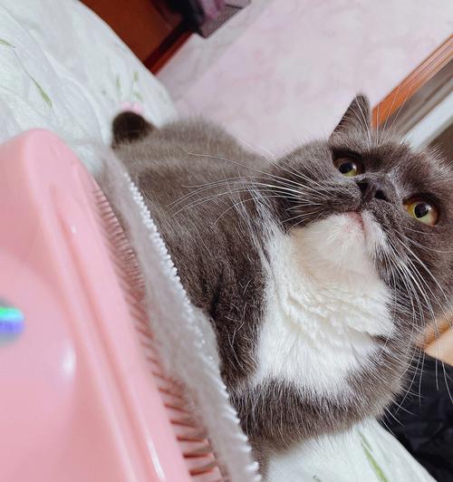 洗澡是否会让猫咪应激？