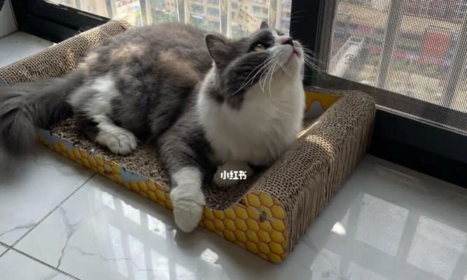 洗澡是否会让猫咪应激？