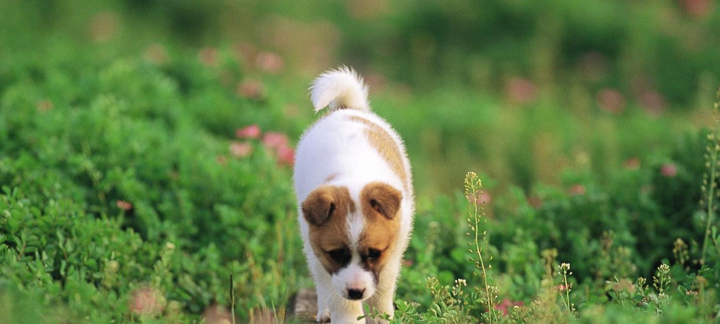 夏天狗狗易中毒！（如何保护宠物安全度过夏日？）